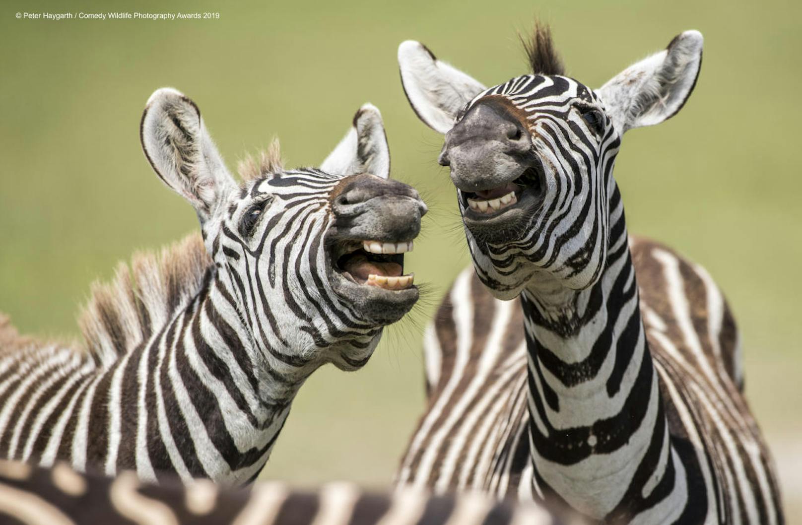 "Laughing Zebras" "Lachende Zebras"