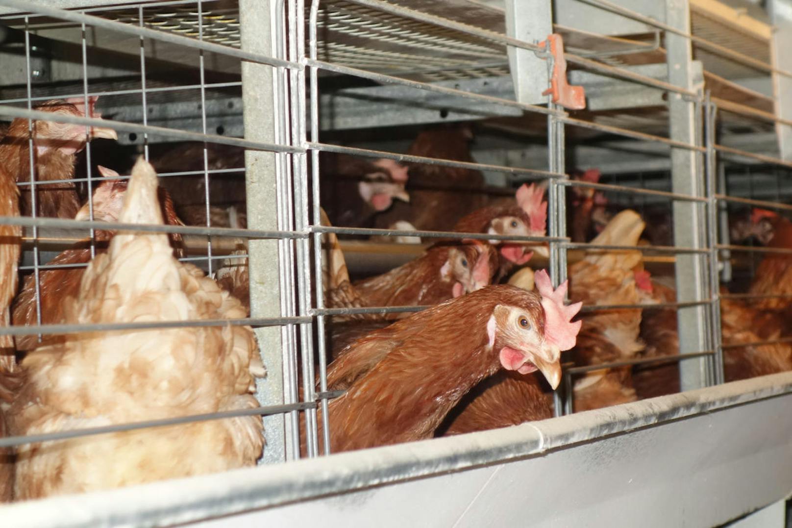 "Tausende Hühner sind in dem zweistöckigen Betrieb in geschlossene Käfiganlagen eingesperrt - einen Zugang zum Stallboden gibt es nicht, da dieser mit Gittern versperrt ist.", erklärt David Richter vom VGT.