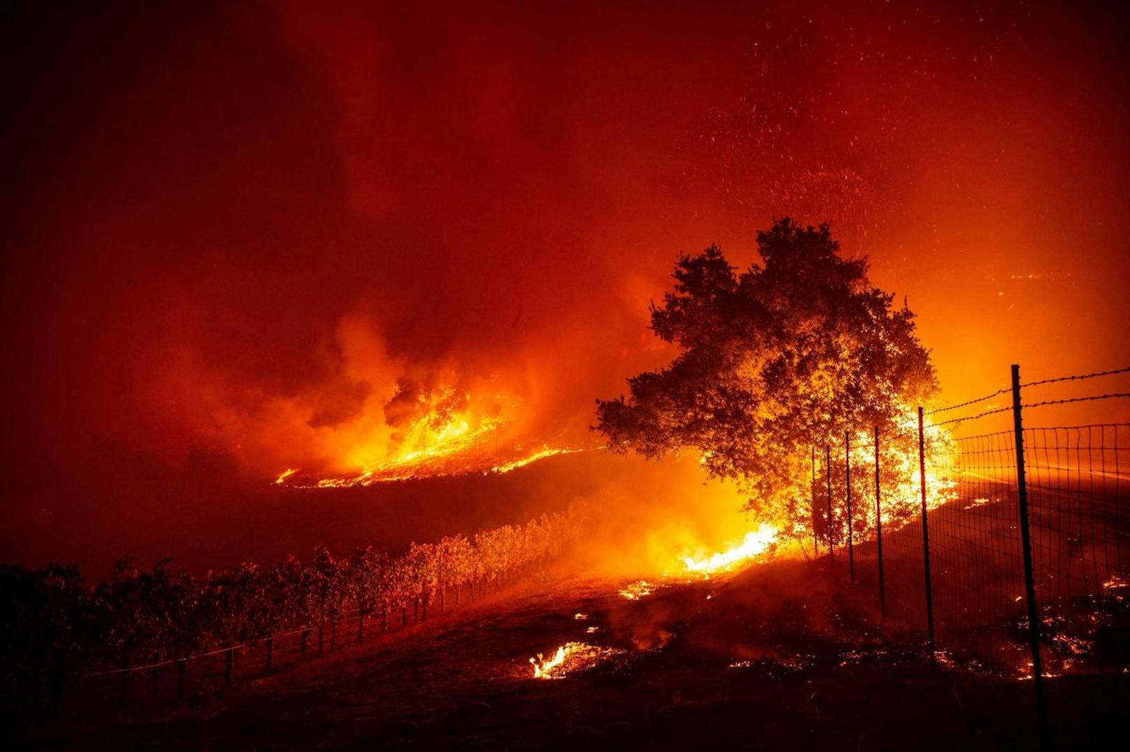 Hier wird ein Weinberg nahe Geyserville zum Opfer der Flammen.