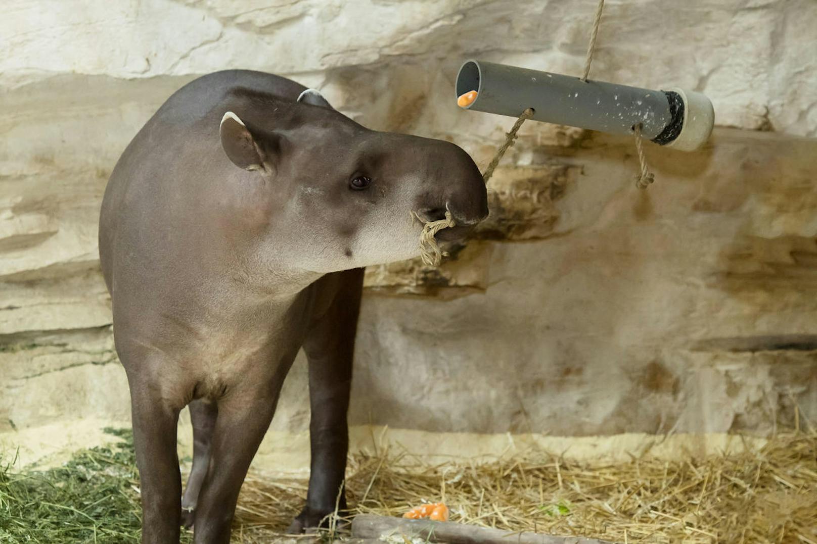 Ebenso dieser Tapir.