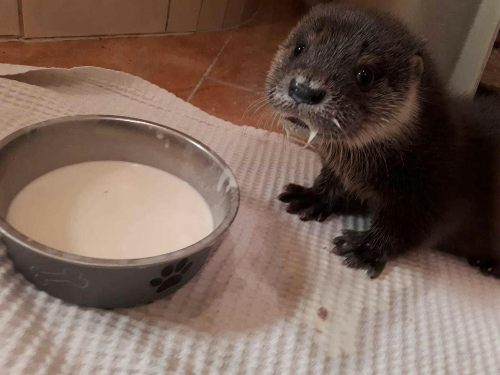 Baby-Otter "Oscar" mit Milchbart.