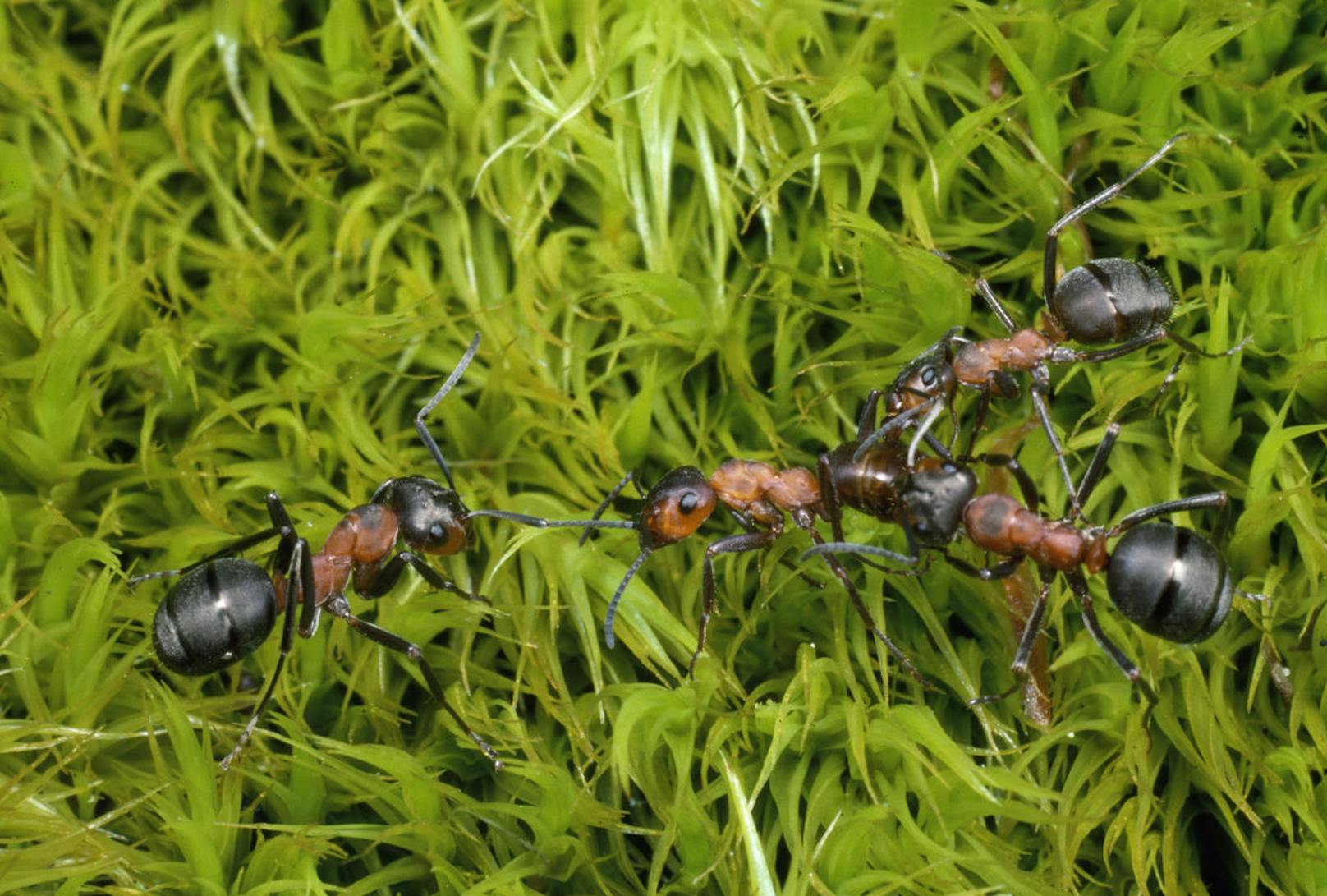 Ameisen bei einem Kampf. Dieser endet meistens mit mehreren Toten.