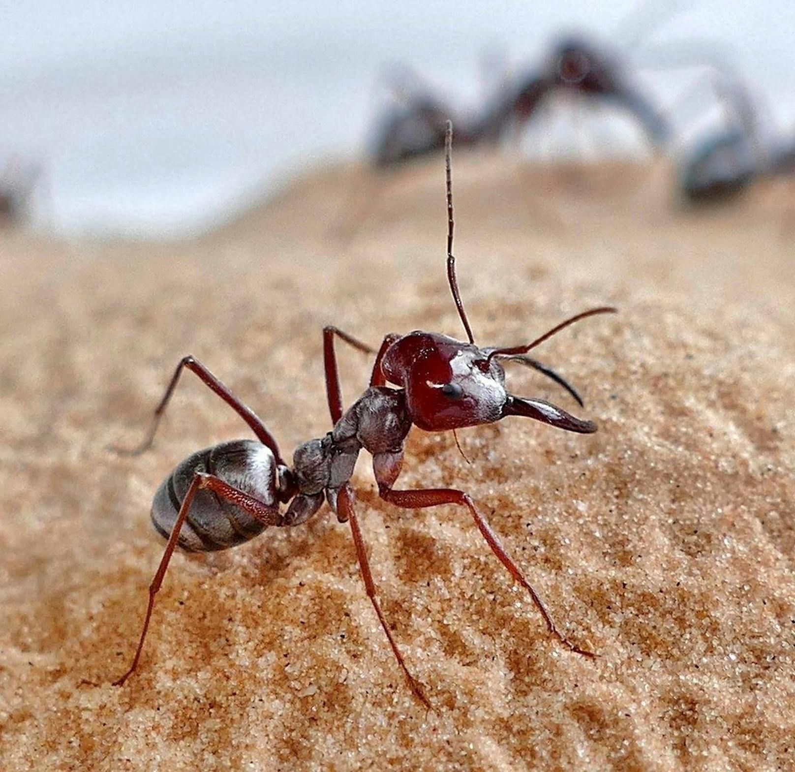 Die Silberameise (Cataglyphis bombycina) gilt als schnellste Ameise der Welt. Pro Sekunde legen sie 108 Mal die eigene Körperlänge zurück.