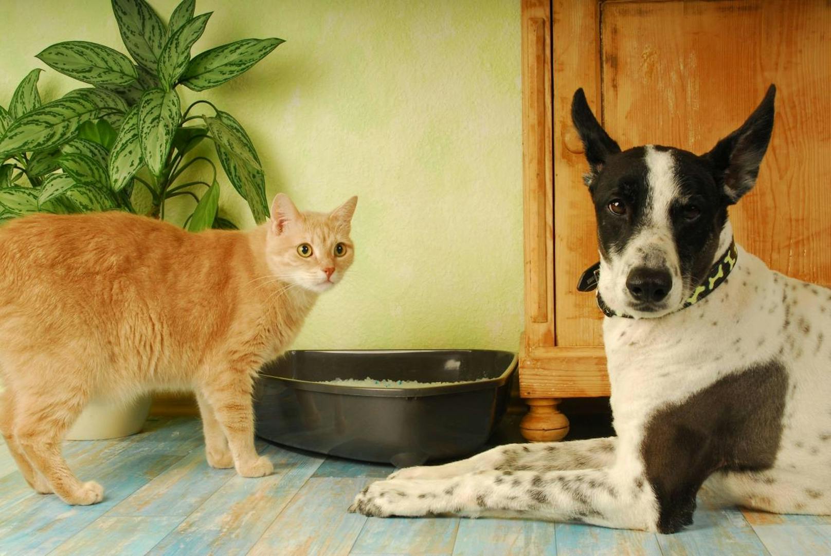 <b>Sagt mal Cheeeese!</b> Katze und Hund posieren für Frauchen.