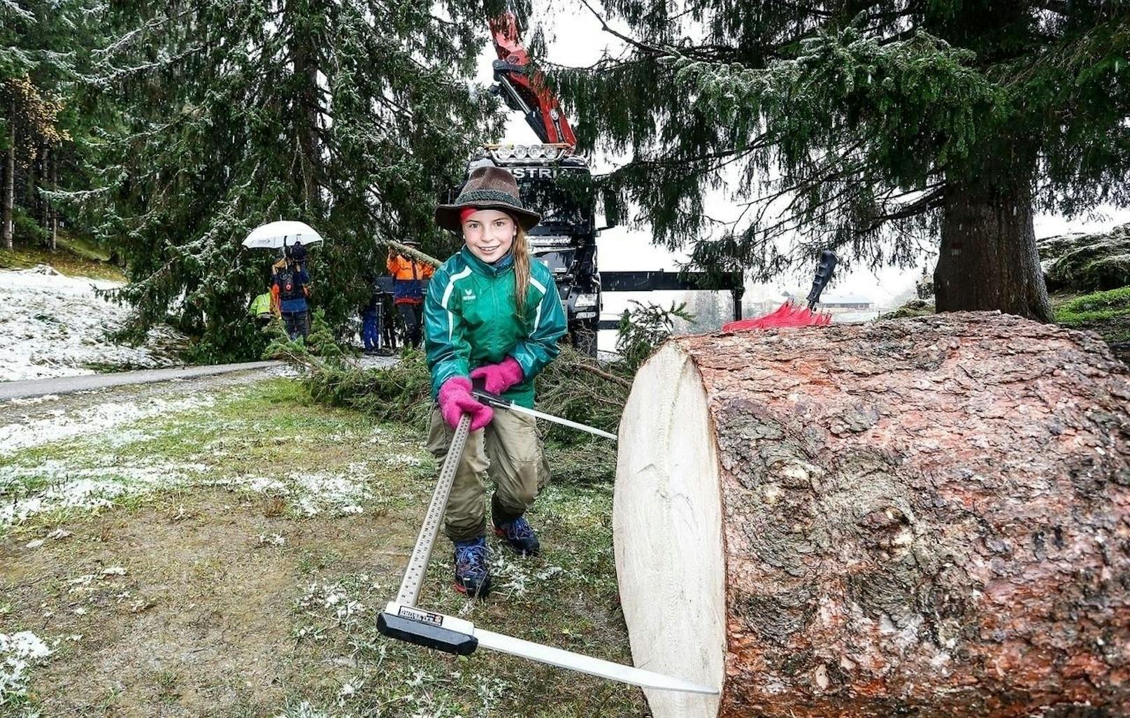 Aus dem restlichen Stamm wird die Embacher Wald- und Weidegemeinschaft auch eine Stammscheibe anfertigen. Kleine Taferln sollen später wichtige Jahreszahlen und Ereignisse im Leben des Baumes markieren.