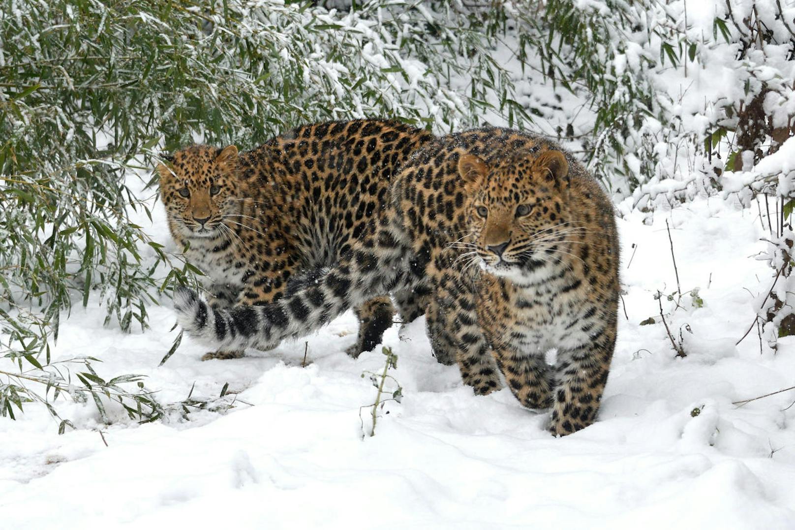 Voller Freude toben die Leoparden-Zwillinge Inga und Baikal durch den Schnee. (c) Josef Gelernter