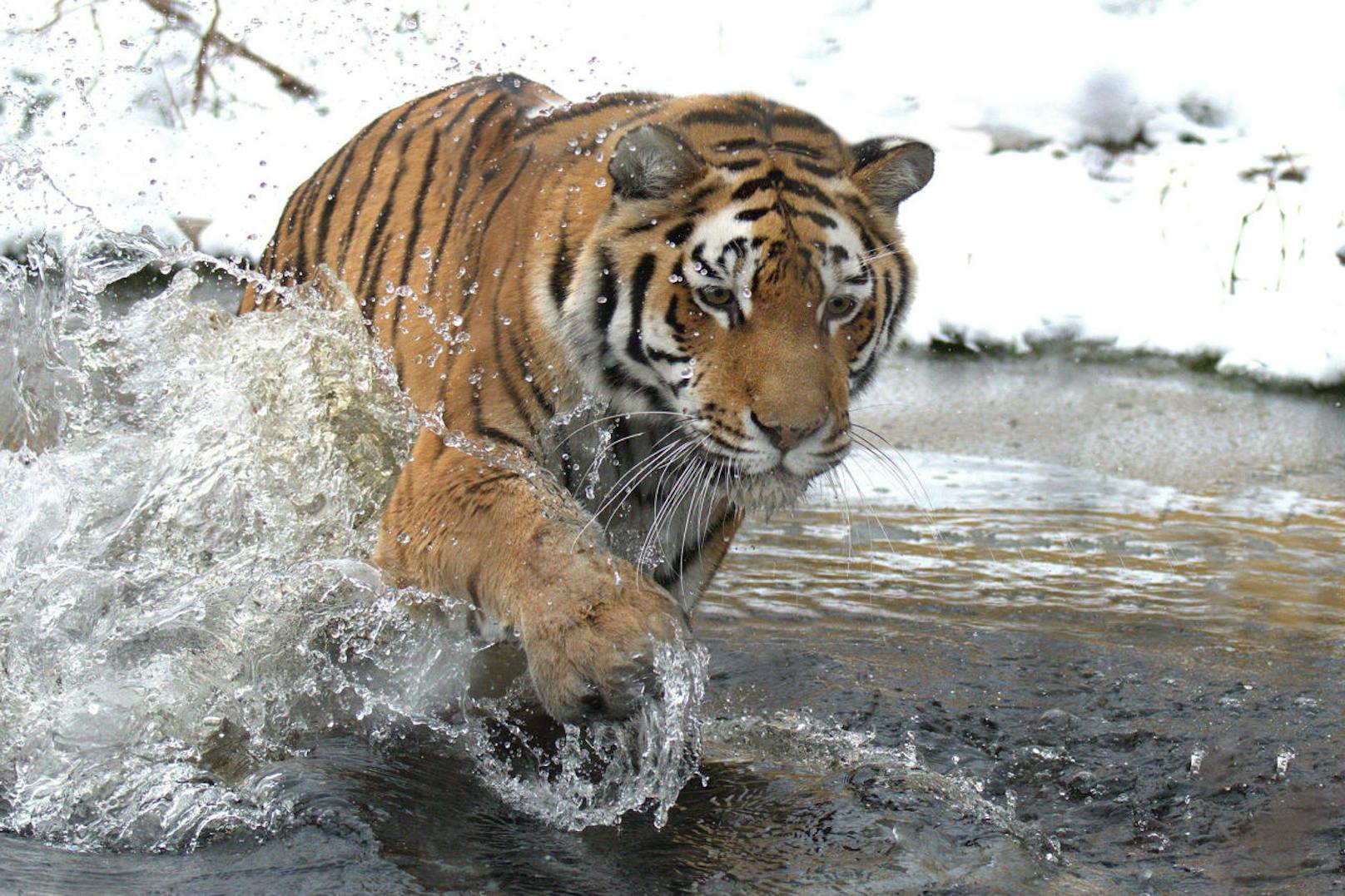 Tigerin Ina lässt sich auch bei Wintertemperaturen ihr regelmäßiges Bad nicht nehmen. (c) Jutta Kirchner