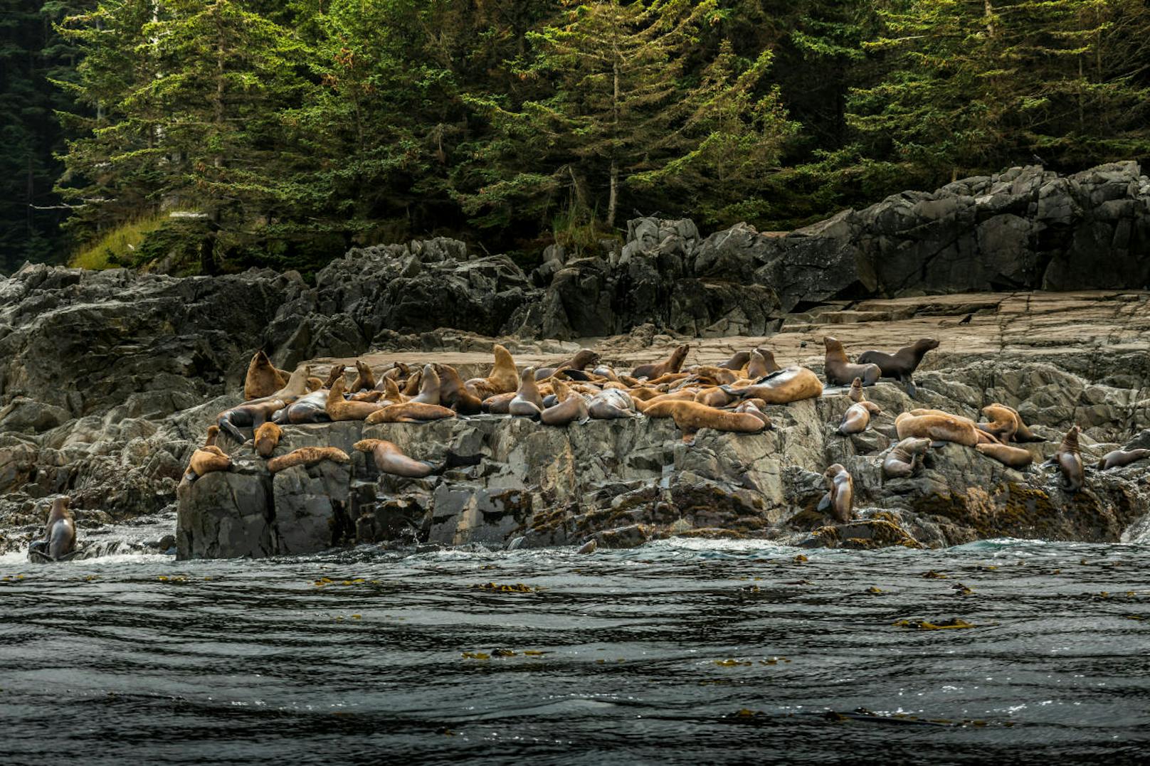 Haida Gwaii in Kanada: Die "New York Times"-Redaktion befürwortet Maßnahmen, die Overtourism beschränken sollen - wie auf den Inseln vor British Columbia, die die Besucherzahlen limitieren.
