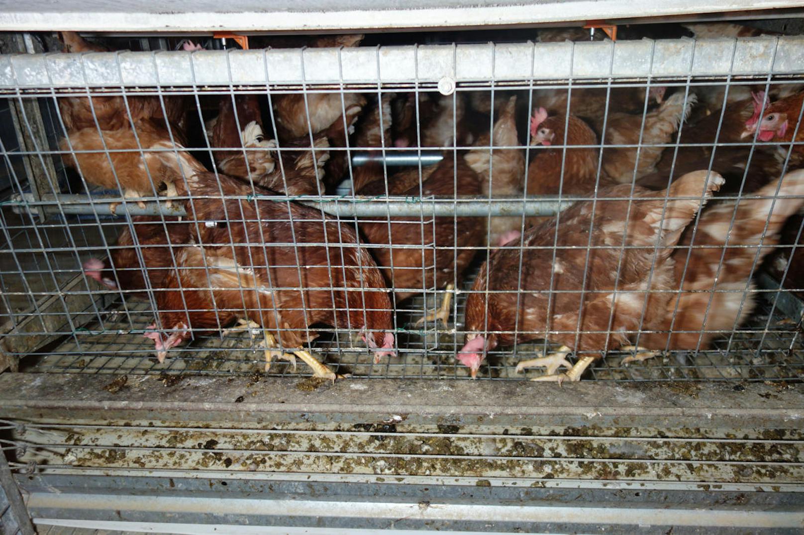 "Ein einfacher Gittermechanismus versperrt den Hühnern permanent den Zugang zum Stallboden und macht aus der angeblichen Bodenhaltung eine illegale Käfighaltung.", erklärt Richter vom VGT.