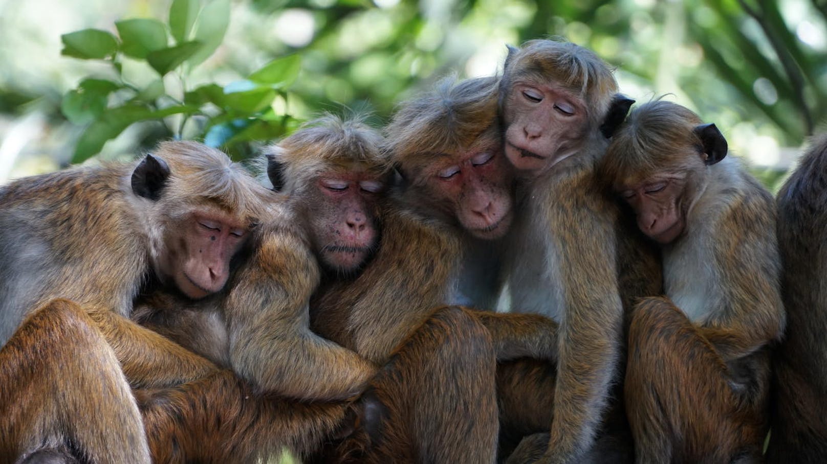 <b>Affen-Nickerchen!</b> Eng umschlungen halten vier Hutaffen in der Nähe der heiligen Stadt Kandy, Sri Lanka, ein Nickerchen.