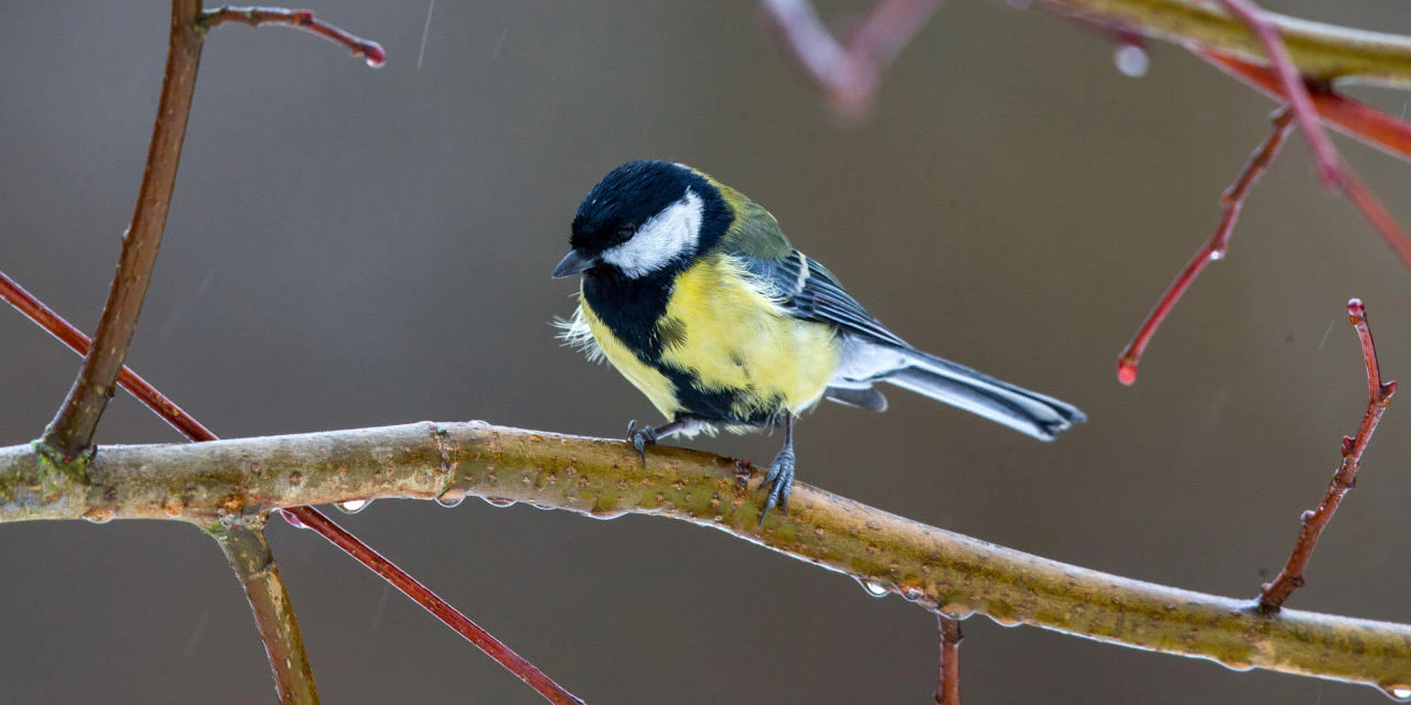 Die Kohlmeise riecht ihr Futter.