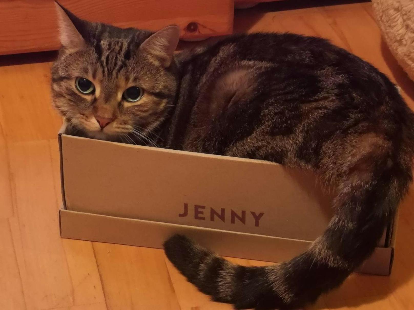 "Meine Schachtel!" – Die 55 lustigsten Katzenfotos