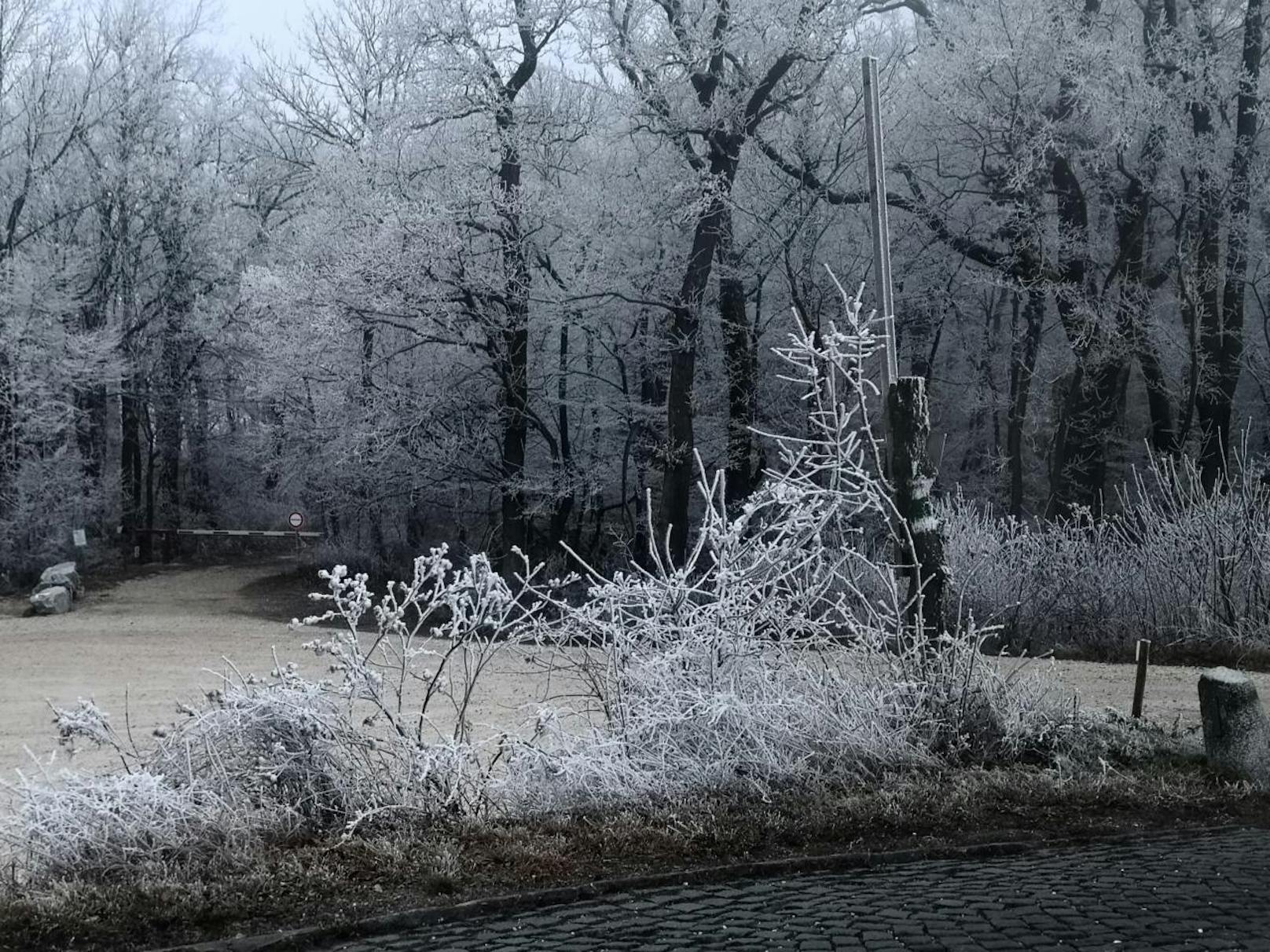Schnee und Eis machten den Wiener Leopoldsberg am 15. Jänner 2020 zum Winter Wonderland.