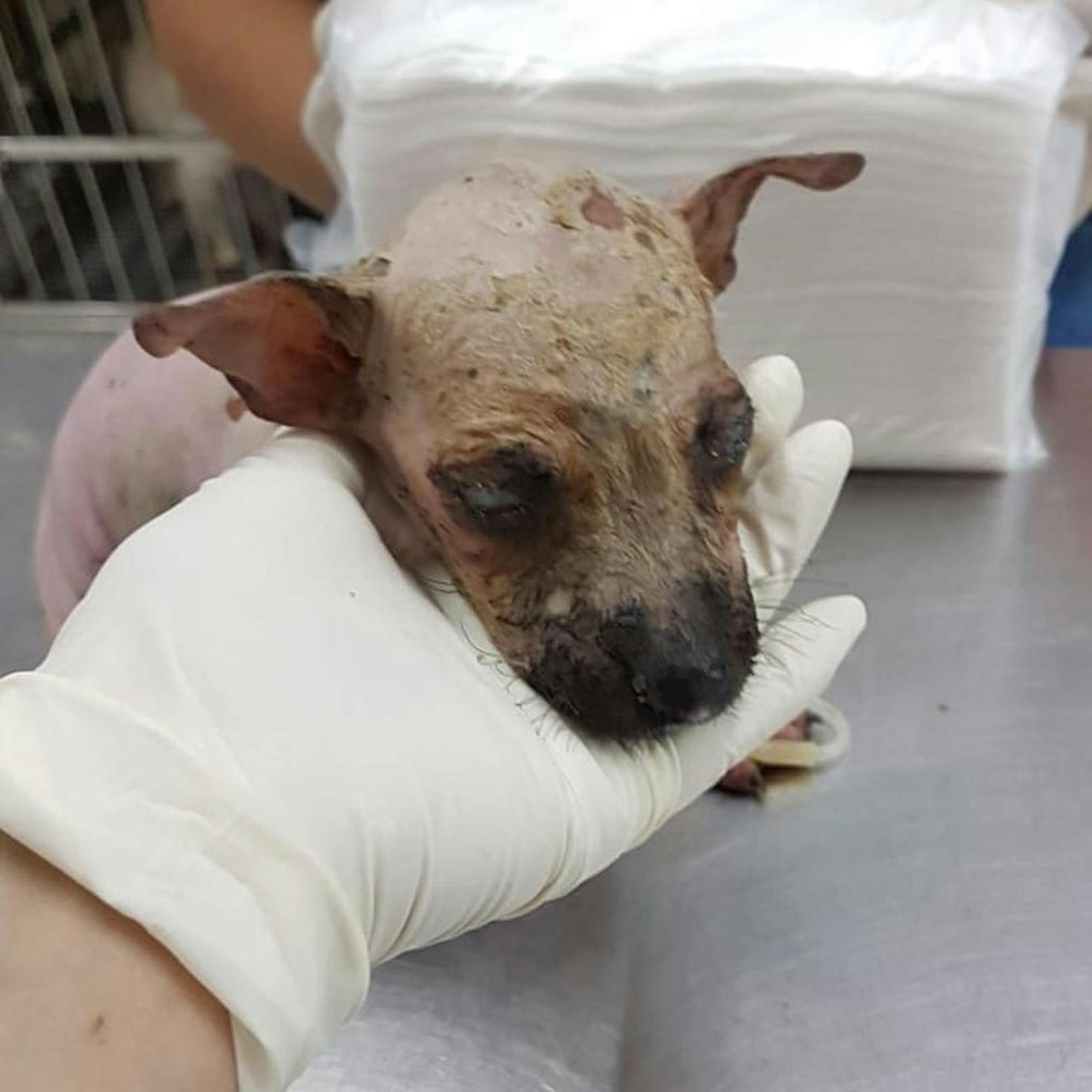 Fünf schwerverletzte Hundebabys wurden am Sonntag in die Obhut der Tierschutzorganisation "Natha Satwa Nusantara" in Jakarta, Indonesien, übergeben.