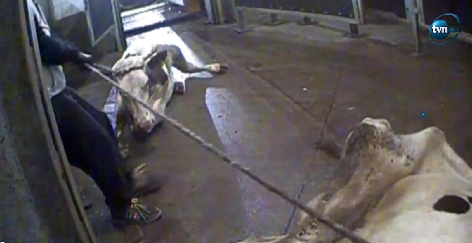 Versteckt gefilmte Szenen aus einem Schlachthof zeigen, wie kranke Tiere geschlachtet und als gesundes Fleisch verkauft werden.
