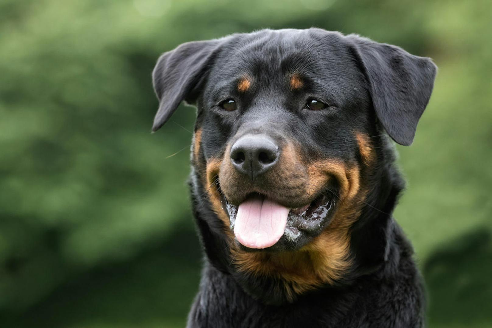 Der Rottweiler hatte seinen Besitzer am 4. November in dessen Wohnung im Stadtteil Toitenwinkel in Rostock attackiert. Der Hund biss dem 42-Jährigen dabei in den Kopf und verletzte ihn lebensgefährlich.