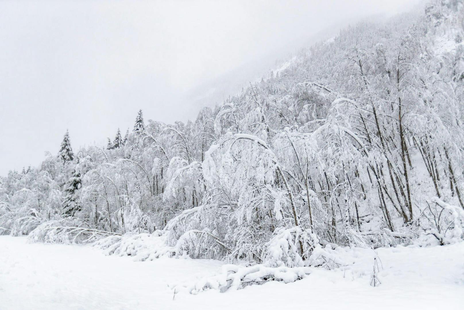 Auch in Kals am Großglockner in Osttirol biegen sich die Bäume unter den Schneemassen.