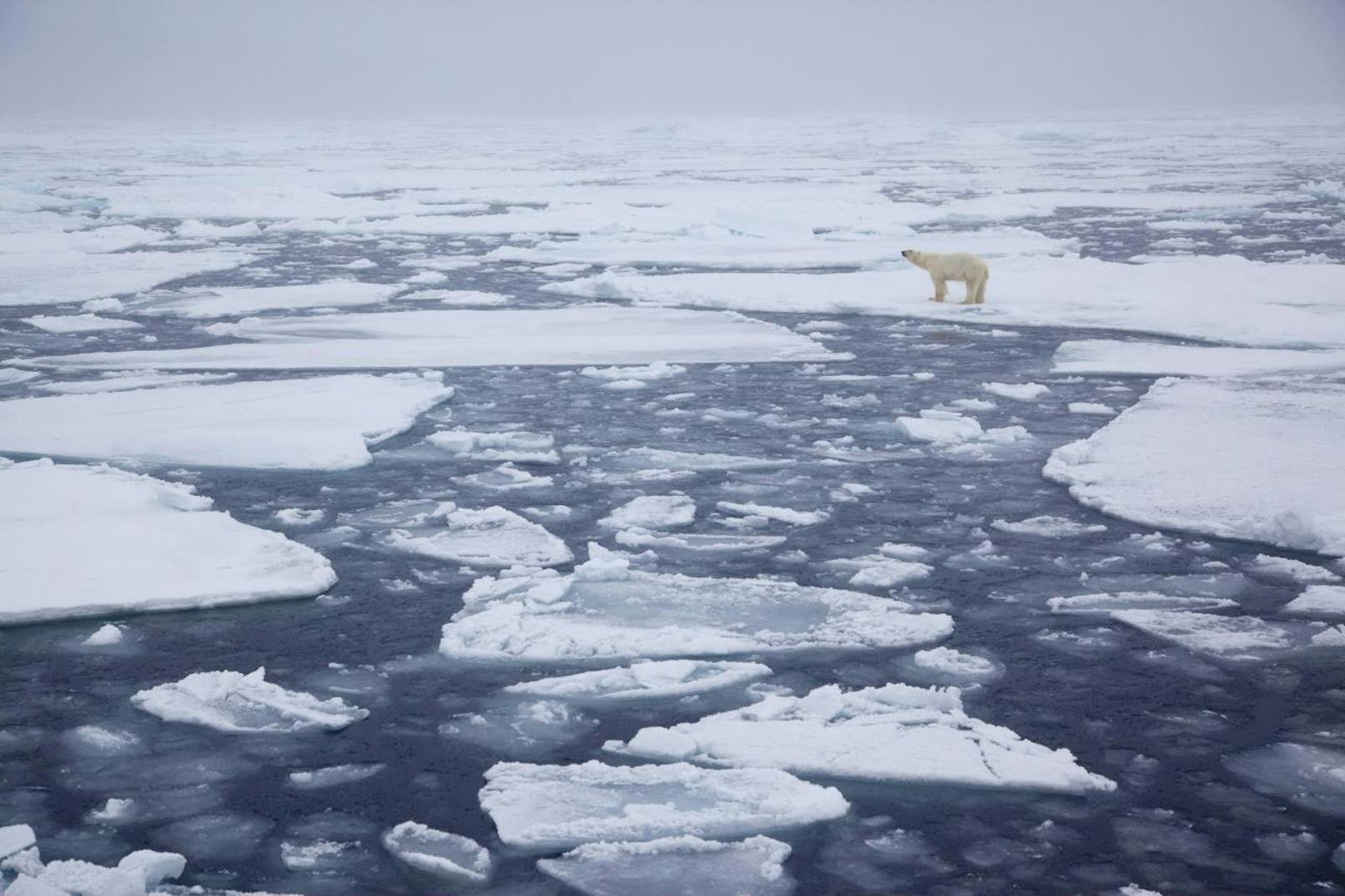 In der Arktis fanden sich die Mikroplastikteilchen etwa auf der Insel Spitzbergen, aber selbst im Schnee auf treibenden Eisschollen.