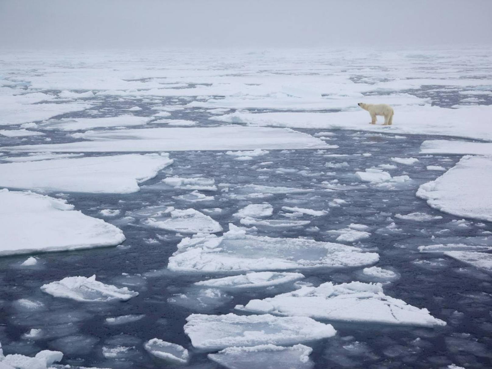 Einer aktuellen Studie zufolge stiegen die Temperaturen in der nördlichen Polarregion in den vergangenen Jahrzehnten noch rasanter als angenommen – mit verheerenden Folgen.