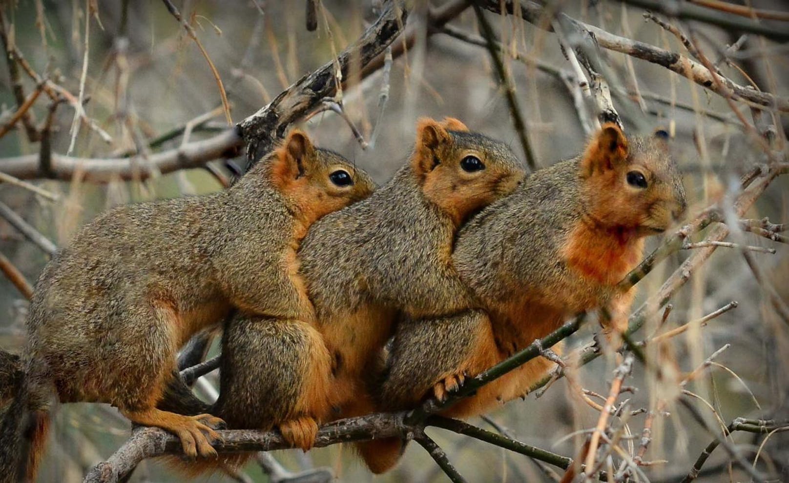 <b>Kuschelnde Eichhörnchen in Montana (USA)?</b> Der Fotograf des Bildes dachte, er hätte ein süßes Gruppenfoto von den Eichhörnchen geschossen. Der Schnappschuss stellte sich als etwas weniger unschuldig heraus... Zwei der drei Eichhörnchen paaren sich.