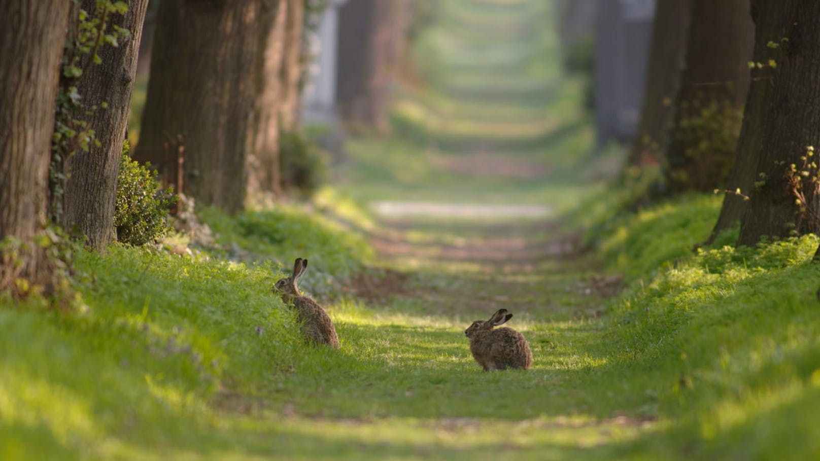 Feldhasen auf dem Wiener Zentralfriedhof.