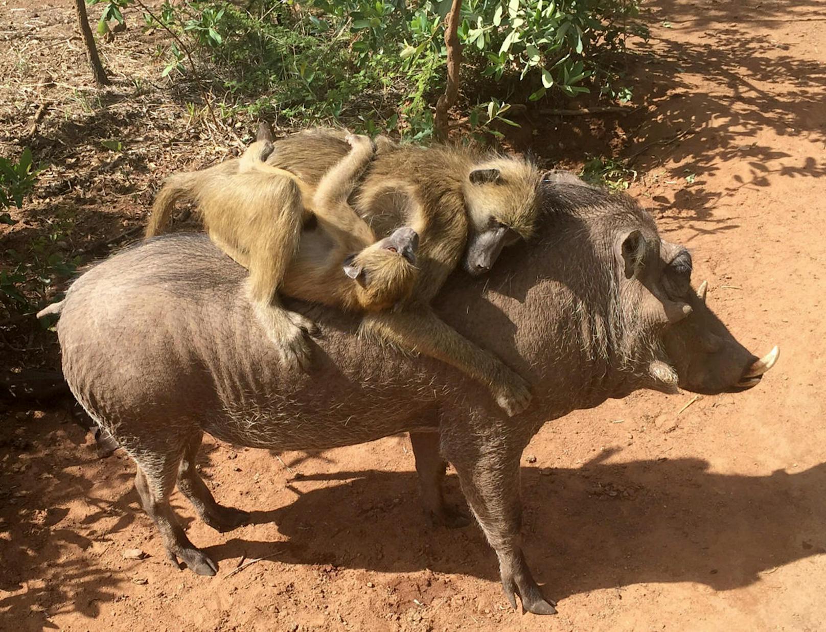<b>Gruppenumarmung!</b> Das ist mal eine außergewöhnliche Freundschaft. Zwei Paviane umarmen innig ein Warzenschwein. Sie sind alle verwaiste Tiere in einem Naturpark in Simbabwe.