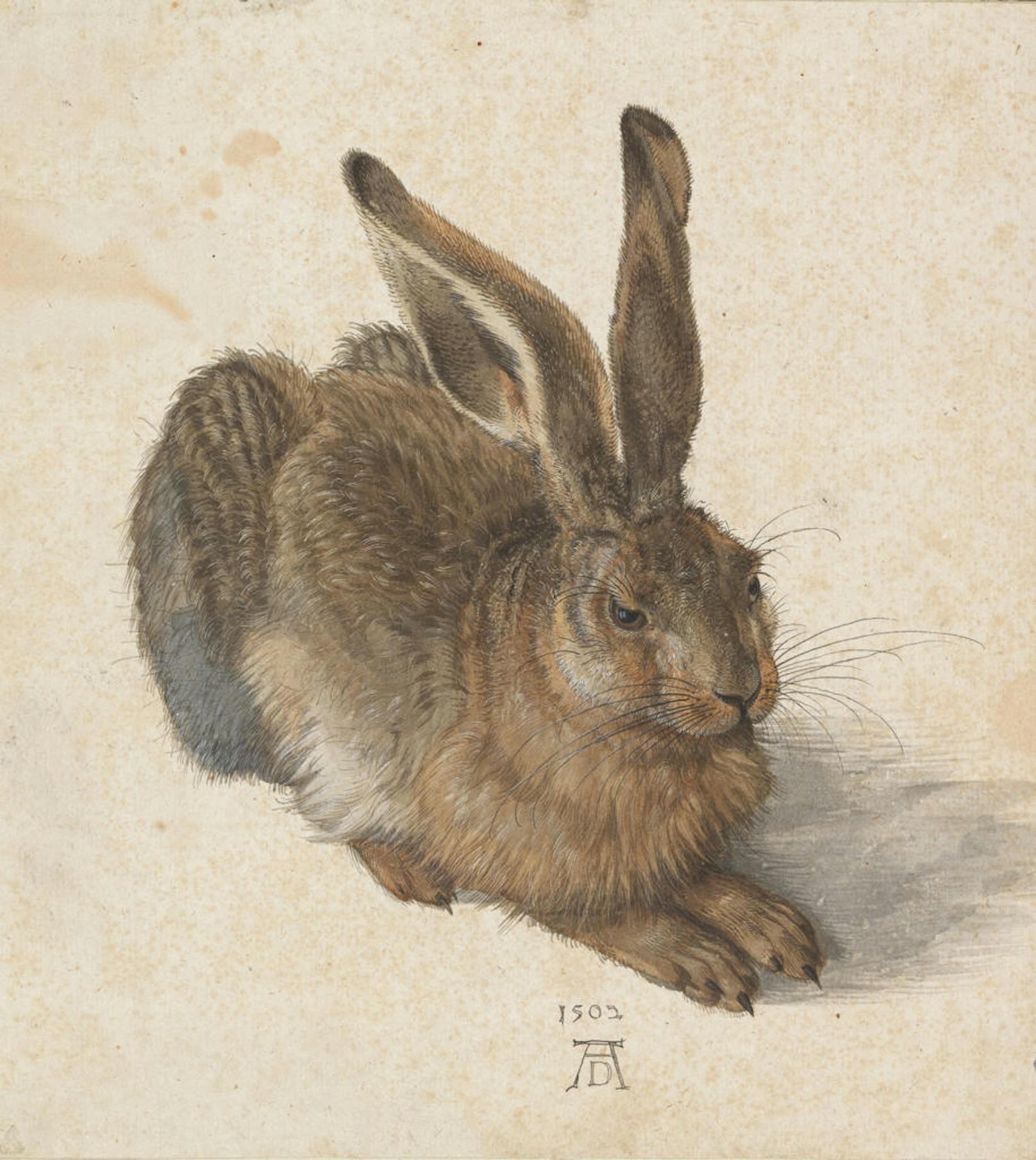 Albrecht Dürer und seine Tierwelt