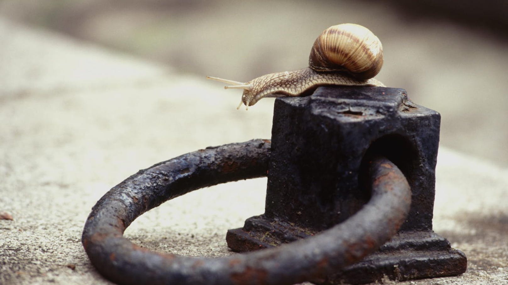 Weinbergschnecke auf einem Grabsteinring am Wiener Zentralfriedhof.