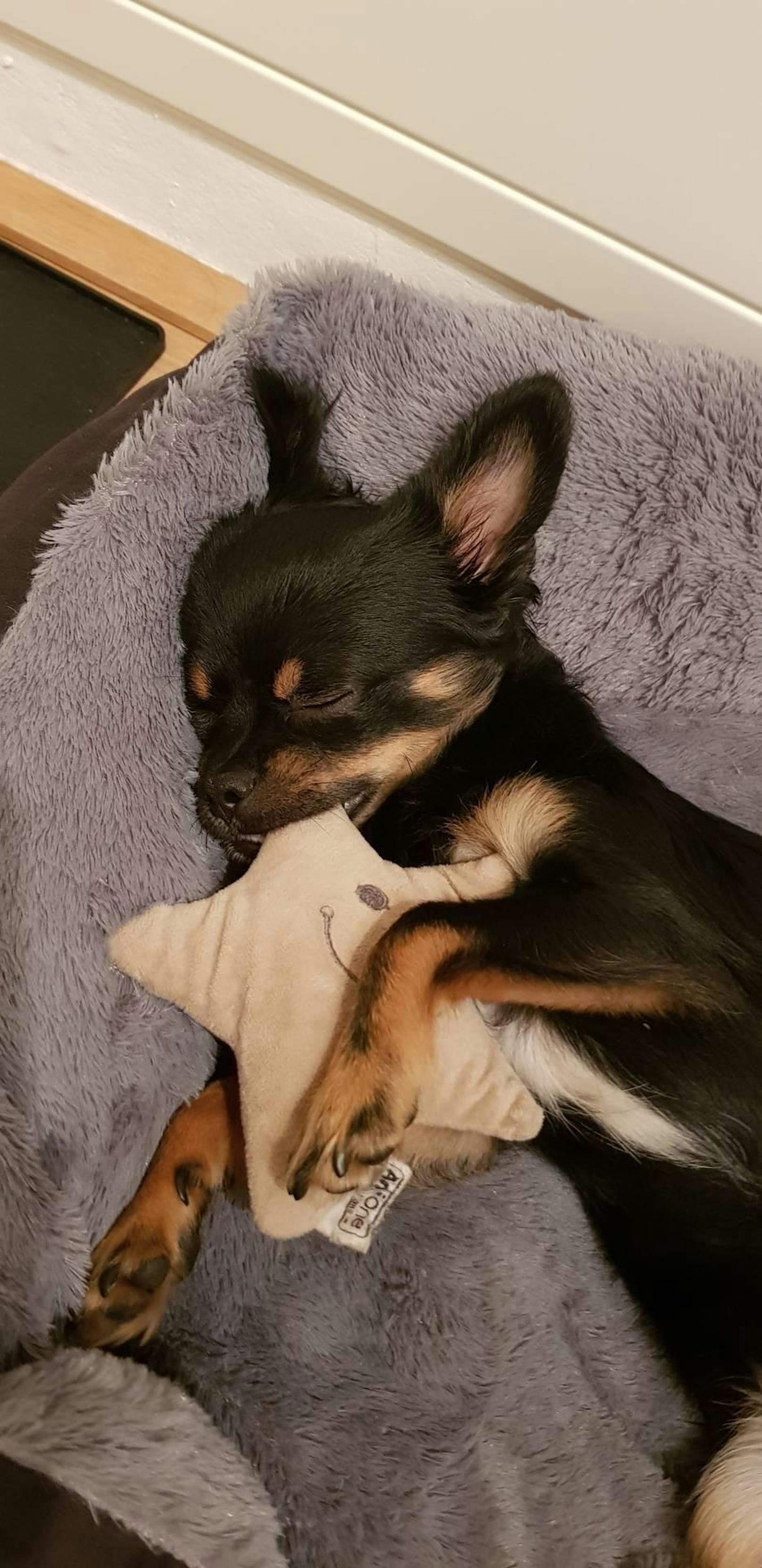 Mein Chihuahua :) Monika