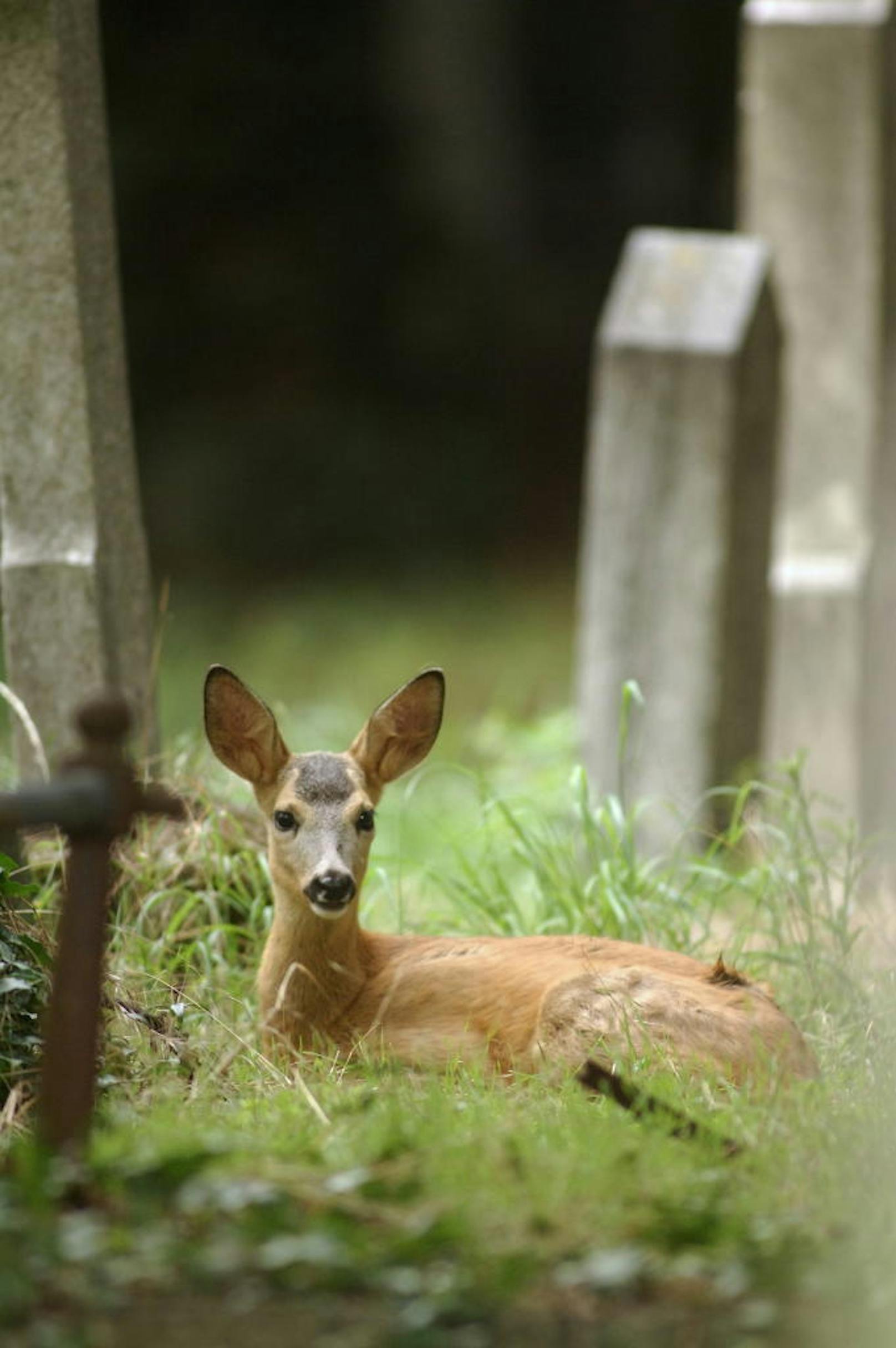 Rehkitz auf dem Wiener Zentralfriedhof.