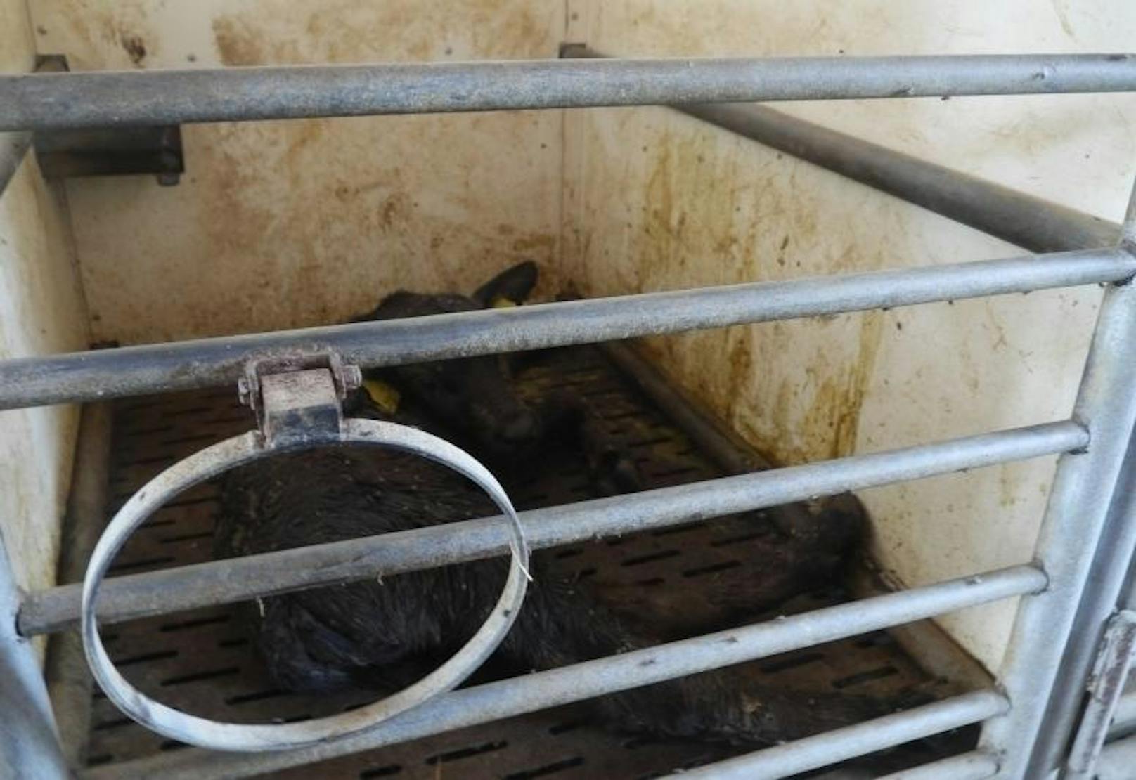 Die Tierschutzorganisation "Vier Pfoten" macht abermals auf die verheerenden Tierschutzmängel auf vielen Büffelfarmen in Italien aufmerksam