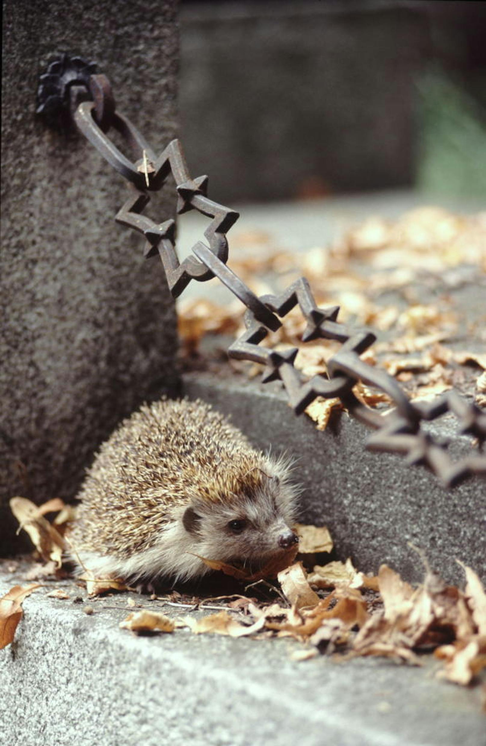 Igel auf einem Grabstein am Wiener Zentralfriedhof.