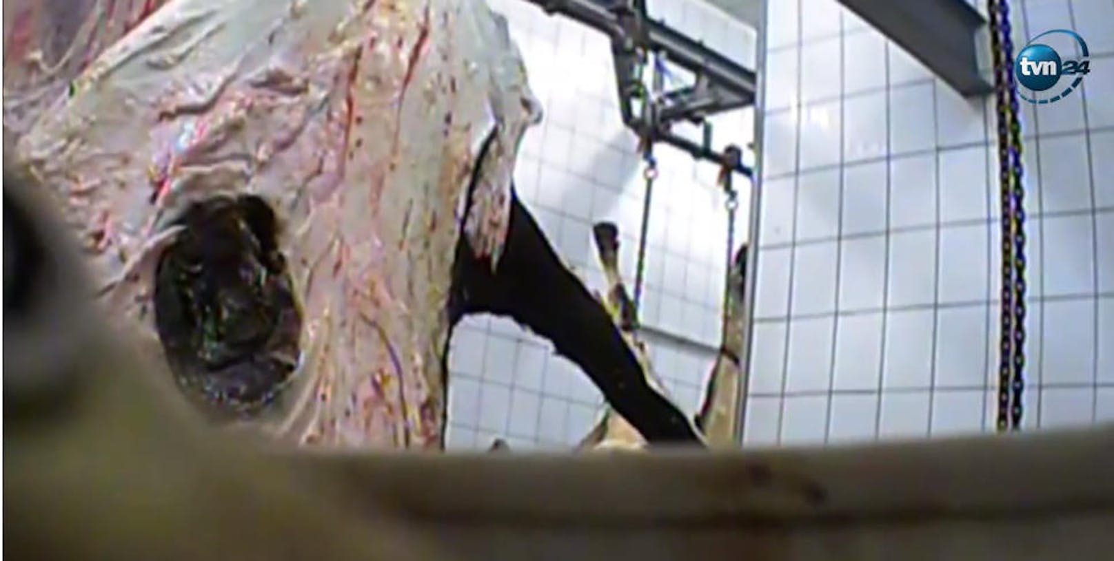 Versteckt gefilmte Szenen aus einem Schlachthof zeigen, wie kranke Tiere geschlachtet und als gesundes Fleisch verkauft werden.