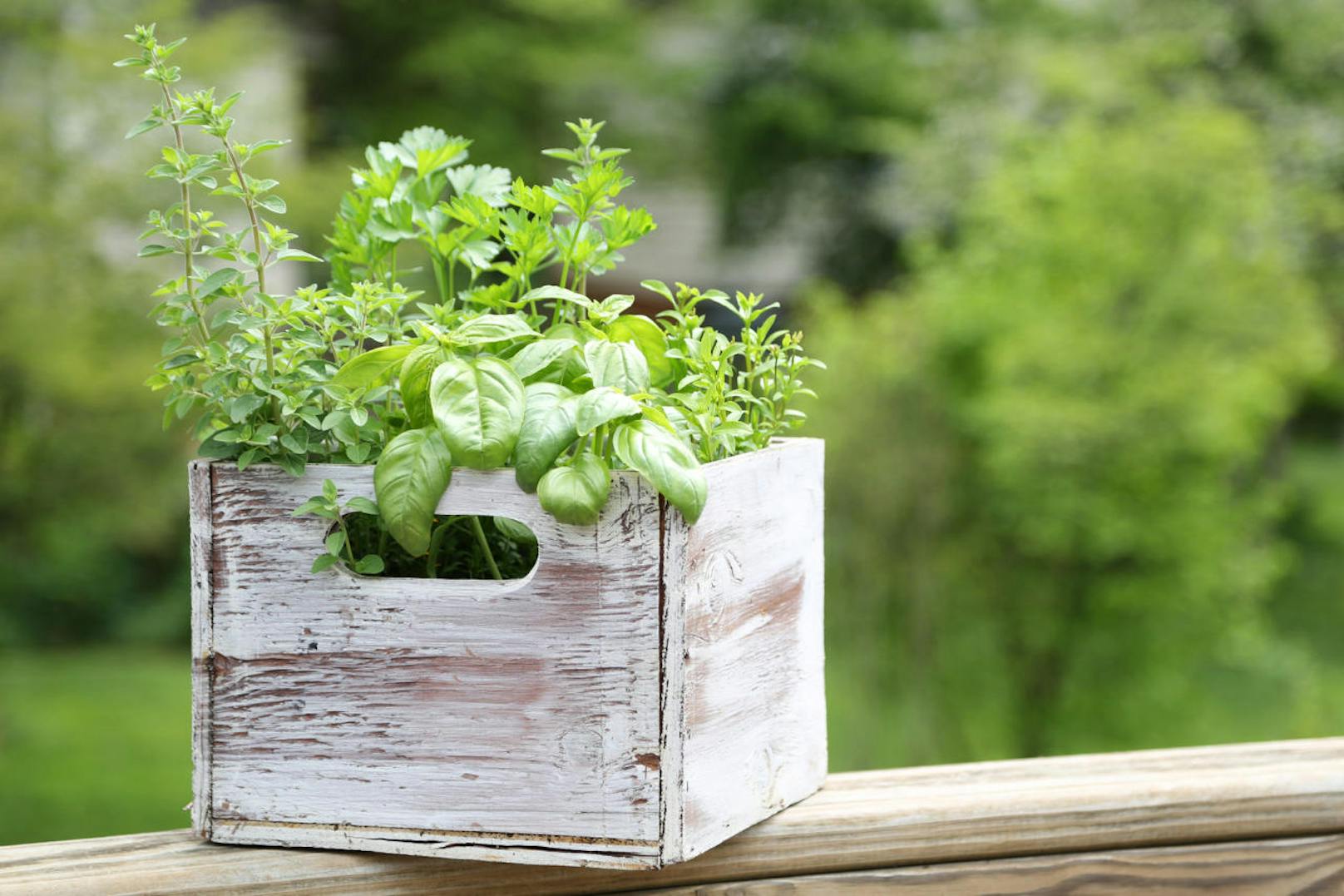 Pflanze deinen eigenen Kräutergarten an - und falls du Platz hast, auch Früchte und Gemüse.