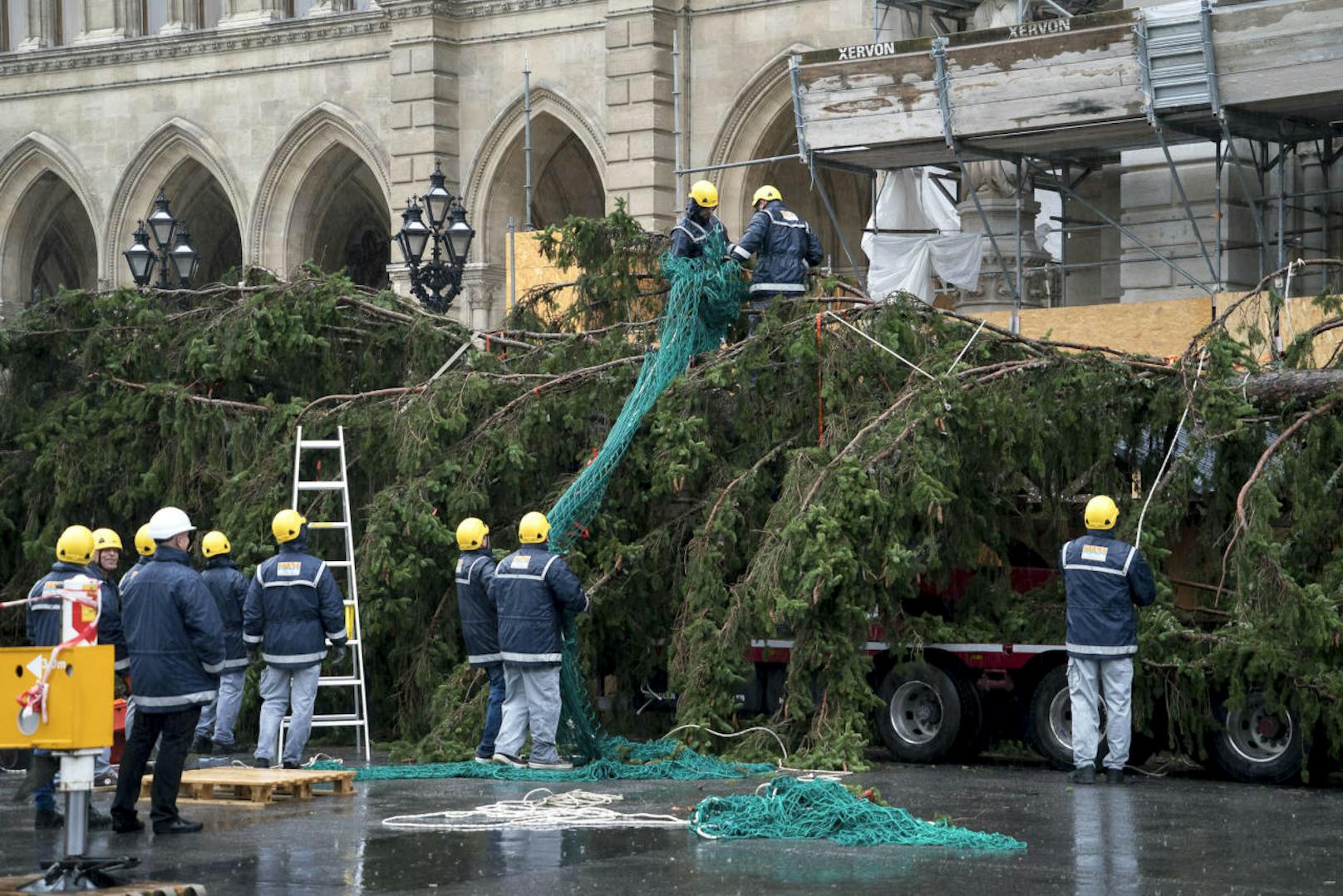 Der Christbaum wurde am Dienstagvormittag am Wiener Rathausplatz aufgestellt. 