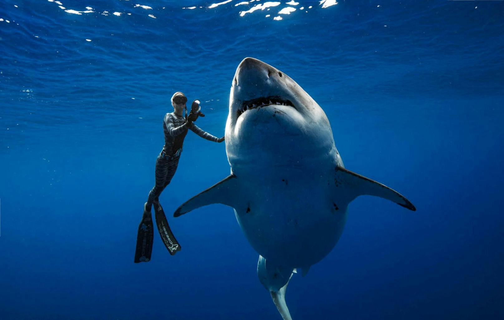 Die Taucherin Ocean Ramsey schätzt das Alter des an der Küste Hawaiis aufgetauchten Hais auf mindestens 50 Jahre.