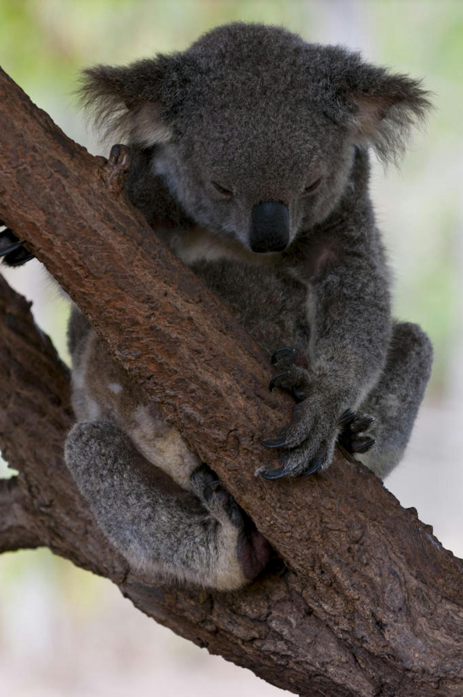 "Wenn Feuer ausbricht, dann klettern Koalas in die Krone der Bäume, rollen sich zusammen und machen sich klein", erklärt Sue Ashton, Leiterin eines Koala-Krankenhauses in der Nähe.