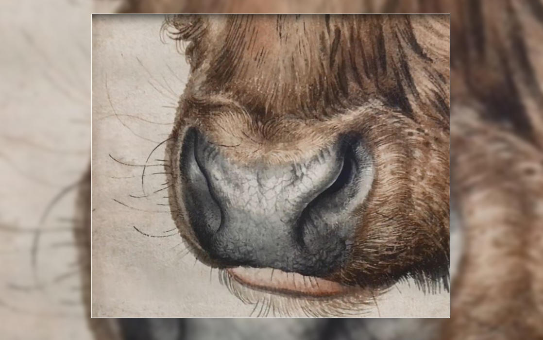 <b>Maul eines Rindes</b>