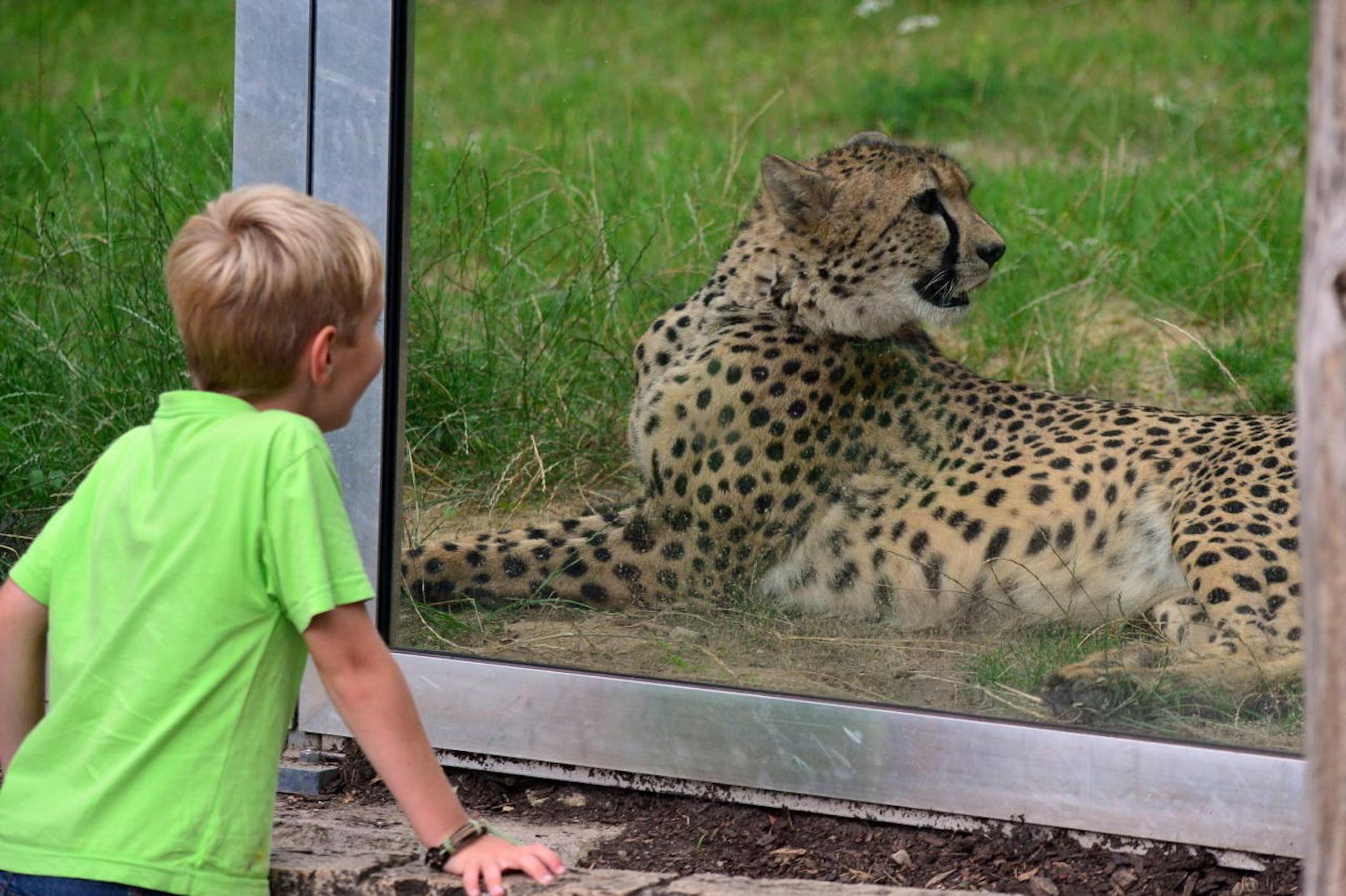 Ein 16-Jähriger ist am 5. November während eines Schulausflugs in den Zoopark Erfurt in das Gehege der Geparden geklettert.
