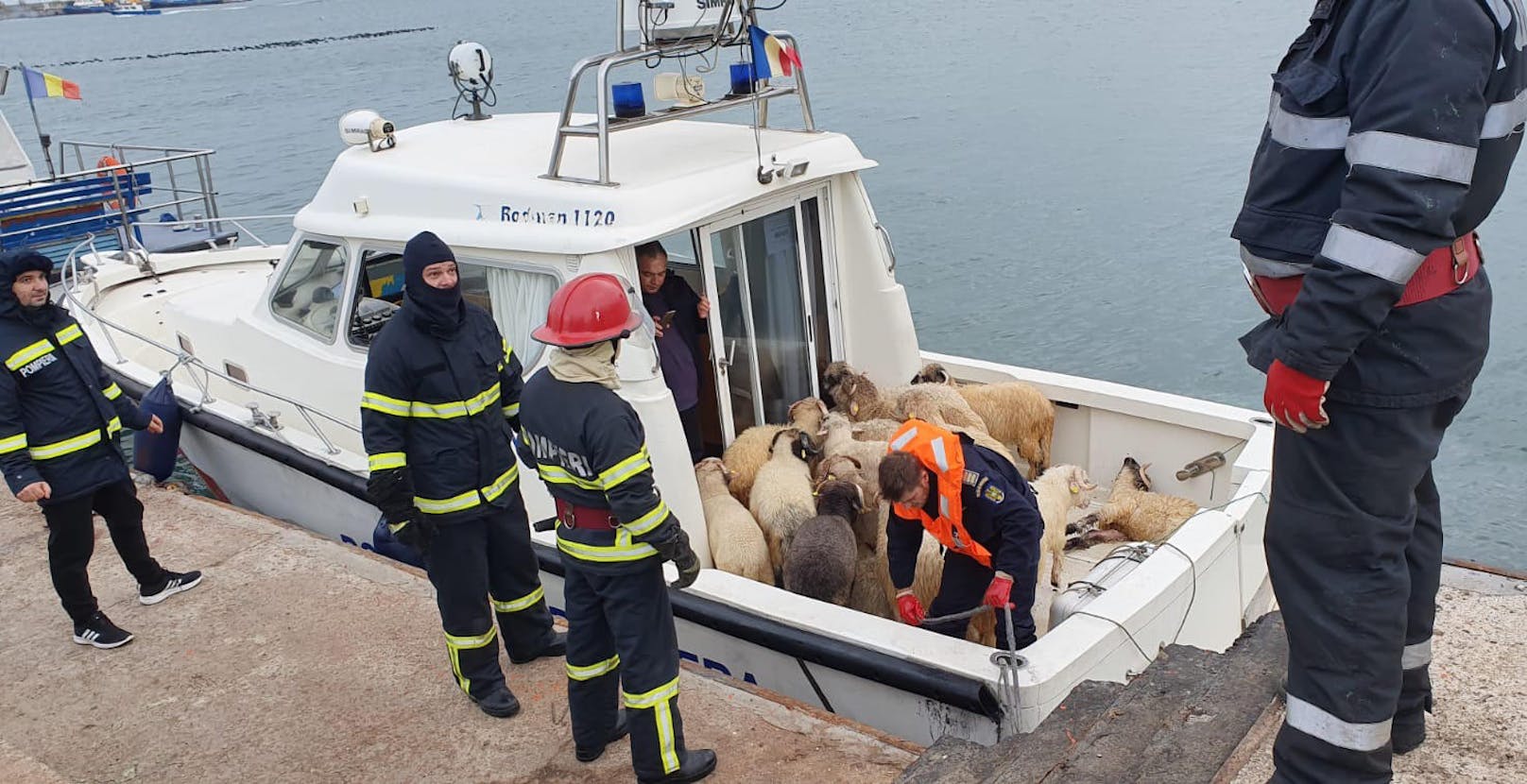 Einige Schafe schwammen im Meer und wurden gerettet.