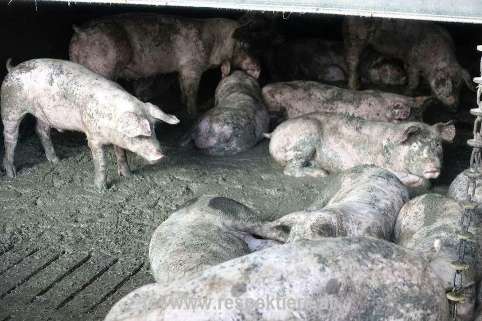 Der Verein "Respektiere" prangert die Zustände in einem Schweinestall in NÖ an.