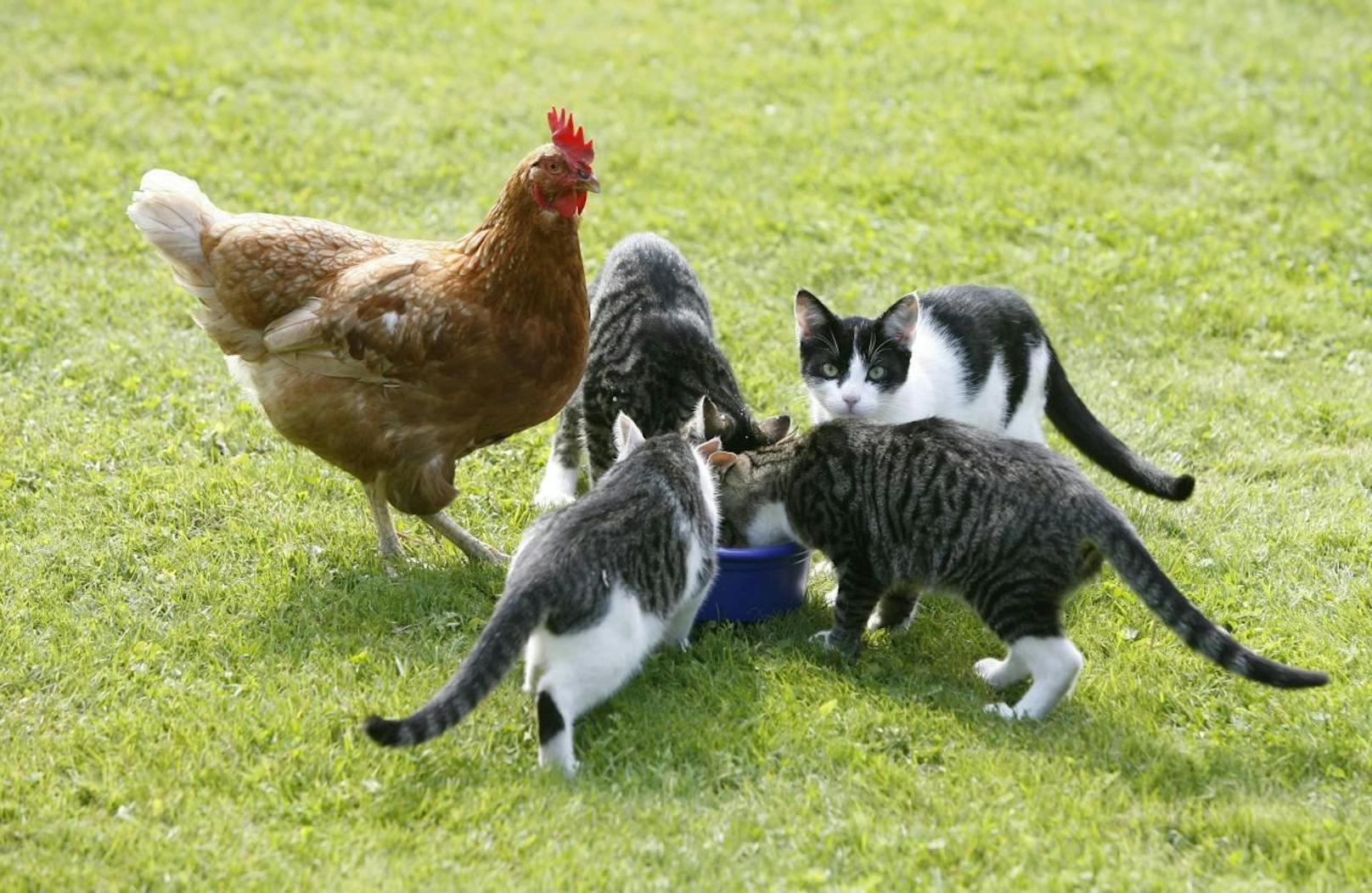 <b>Gretel, das Huhn, glaubt, es ist ein Hund!</b> Hier ist Gretel beim Essen mit ihren Katzen-Freunden.