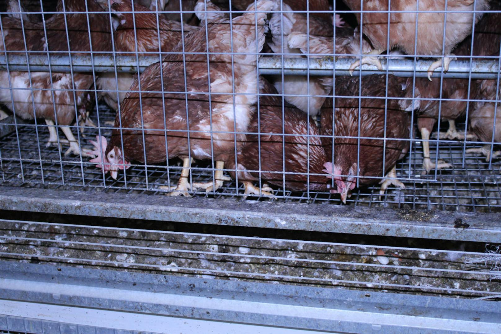 Auch ausgestaltete Käfige bzw. "Großgruppenkäfige" dürfen nun nicht mehr für Legehühner verwendet werden.