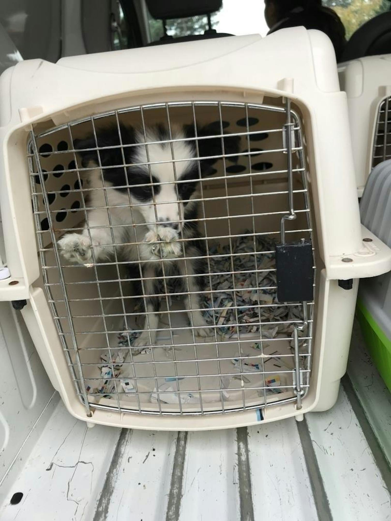 Die Polizei stoppte einen Kleintransporter und fand darin mehrere Hunde, die in Wien illegal verkauft werden sollte.