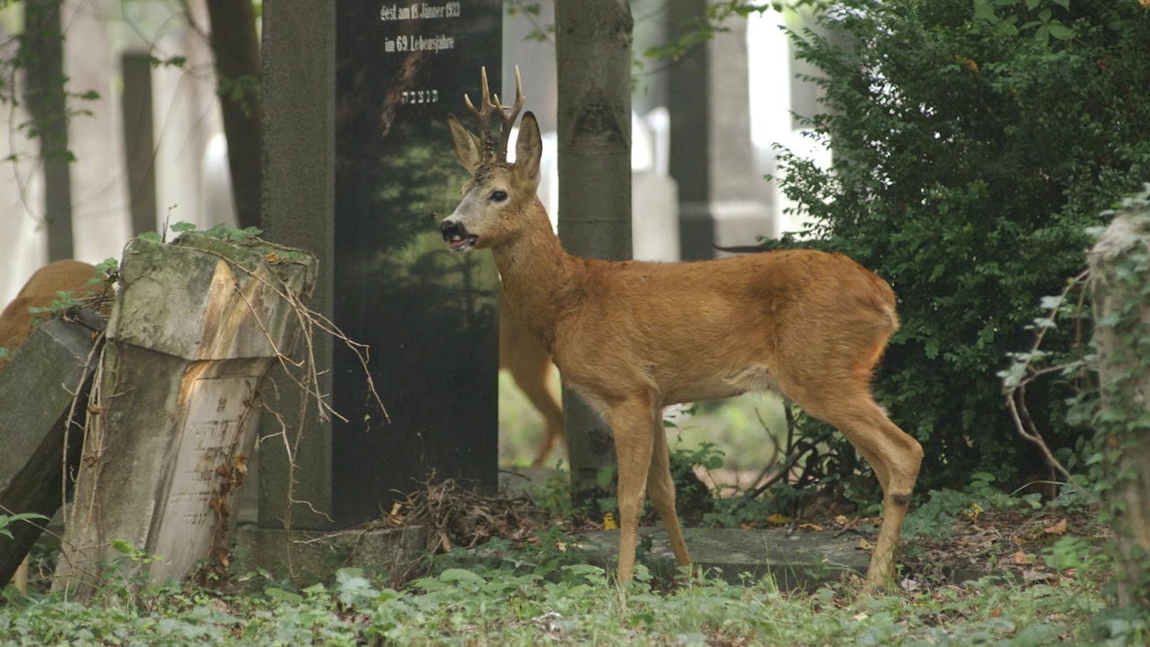 Rehbock auf dem Wiener Zentralfriedhof.