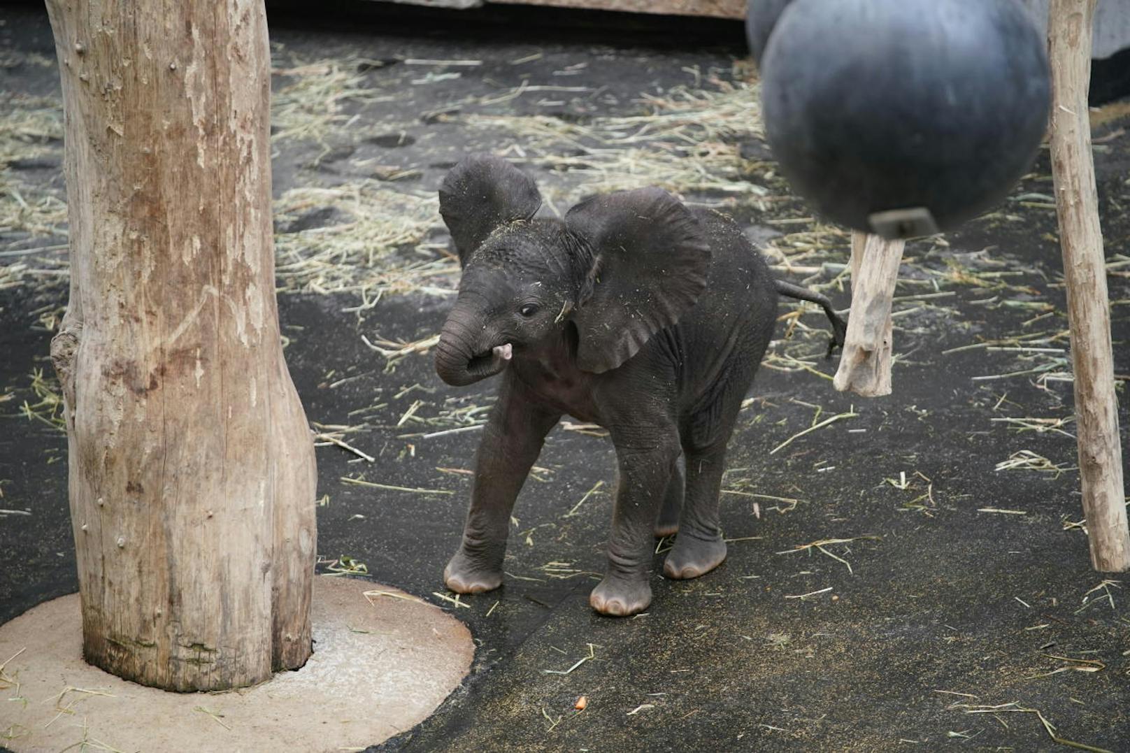 Vor 19 Tagen wurde die kleine Elefantendame Kibali im Zoo in Schöbrunn geboren.