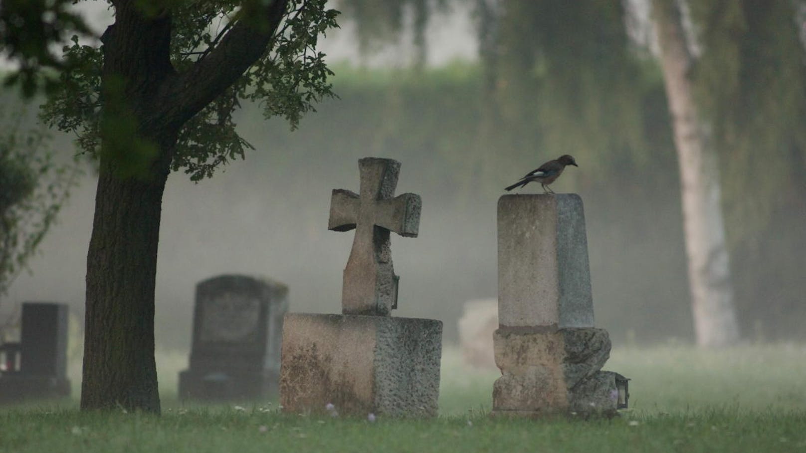 Eichelhäher auf dem Wiener Zentralfriedhof.