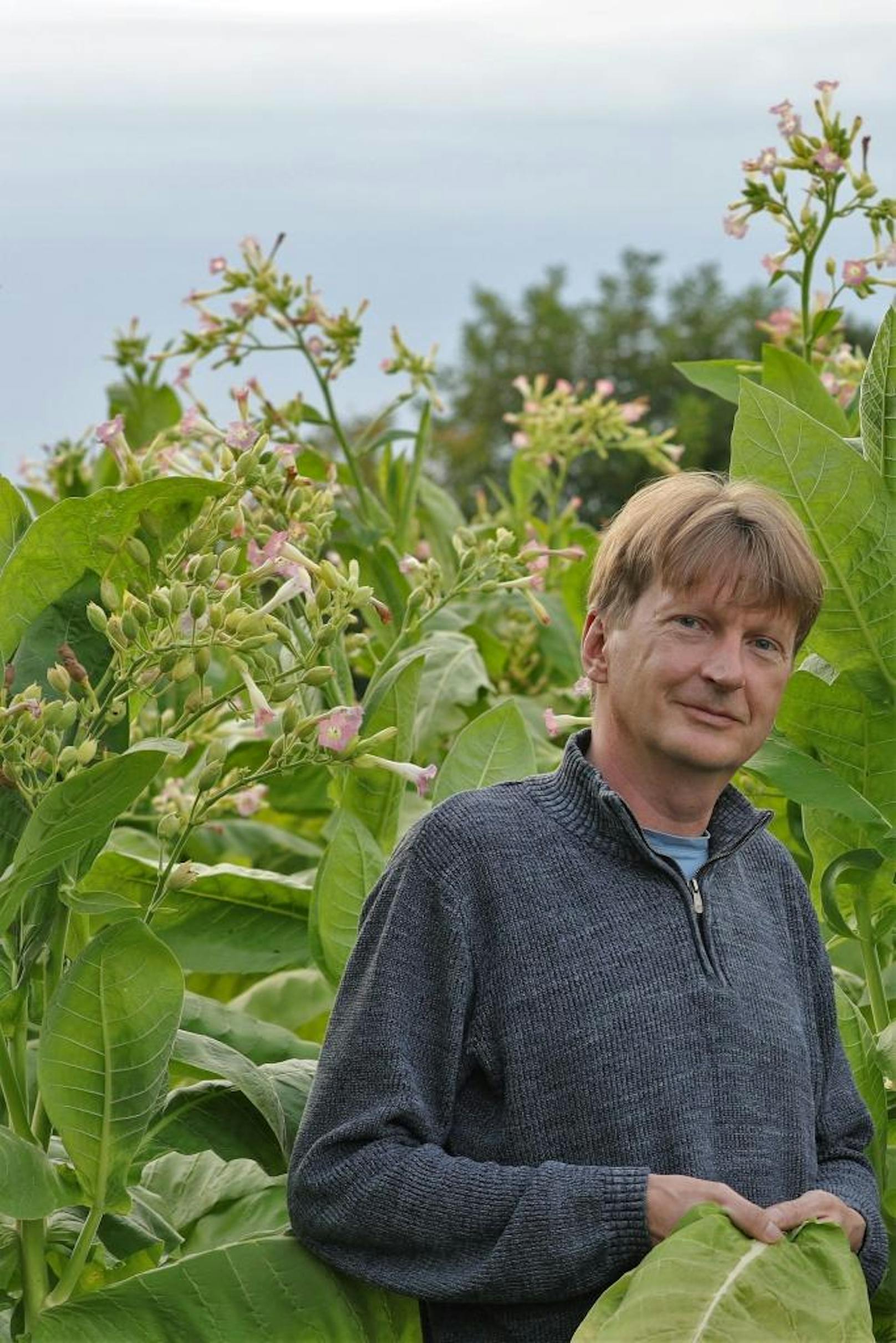 Unsere Bio-Tabakpflanzen wachsen heuer in den Himmel, freut sich Reinhard Leitner.