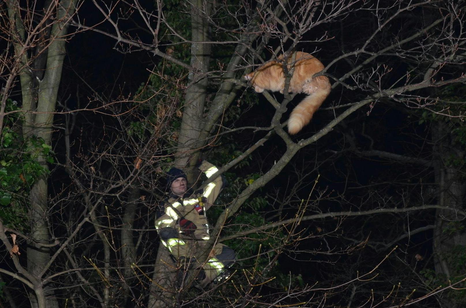 Maine-Coon-Kater Simba wurde von Baum gerettet.