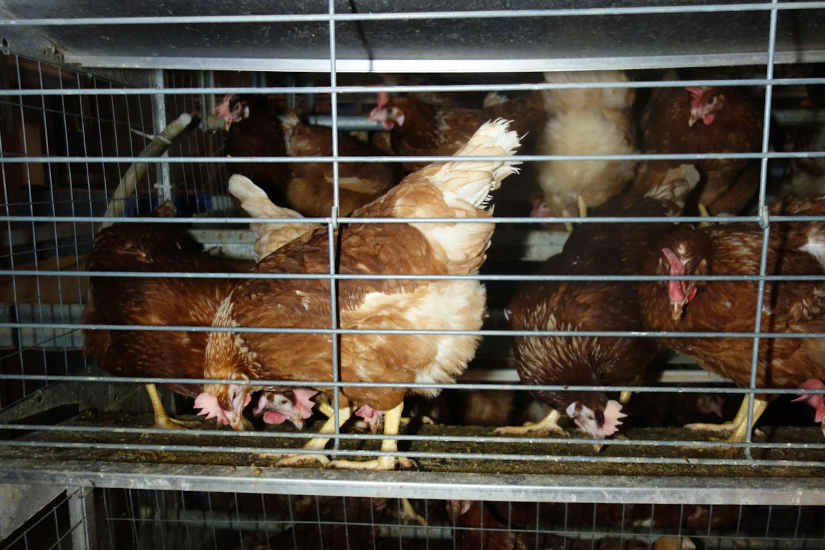"Tausende Hühner sind in dem zweistöckigen Betrieb in geschlossene Käfiganlagen eingesperrt - einen Zugang zum Stallboden gibt es nicht, da dieser mit Gittern versperrt ist.", erklärt David Richter vom VGT.